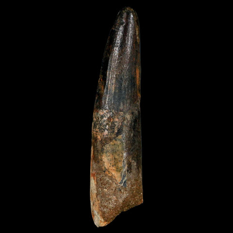 XL 3.4" Spinosaurus Fossil Tooth 100 Million Years Old Cretaceous Dinosaur COA - Fossil Age Minerals