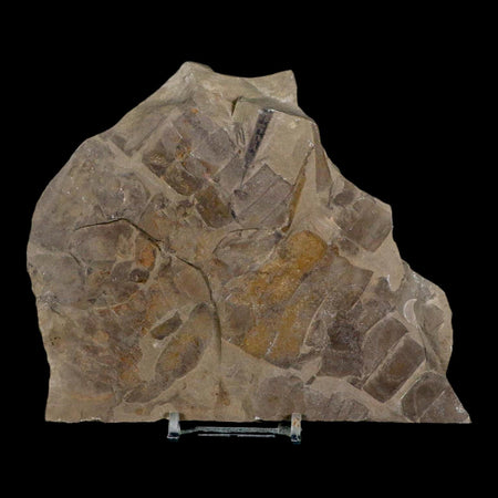 4.8" Eurypterus Sea Scorpion Fossil Mortality Plate Eurypterid Silurian 420 Mil Yrs Old NY