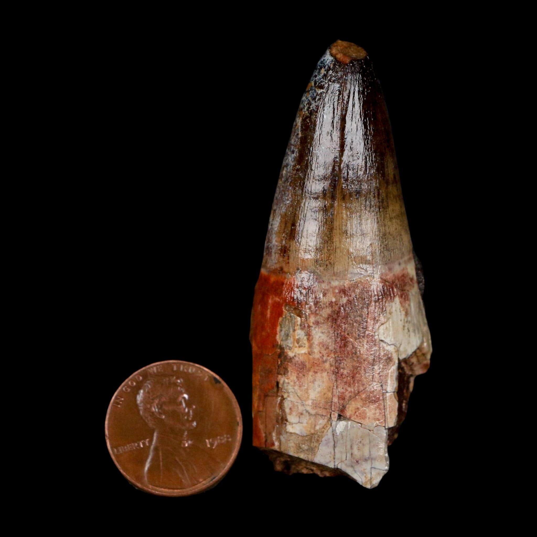 2.5" Sarcosuchus Imperator Crocodile Fossil Tooth Elrhaz FM Cretaceous Niger COA - Fossil Age Minerals