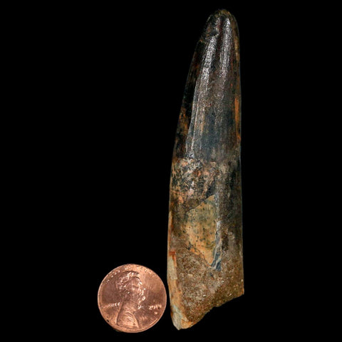 XL 3.4" Spinosaurus Fossil Tooth 100 Million Years Old Cretaceous Dinosaur COA - Fossil Age Minerals