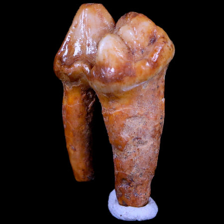 1.2" Extinct Cave Bear Ursus Spelaeus Pre-Molar Tooth Rooted Pleistocene Age COA