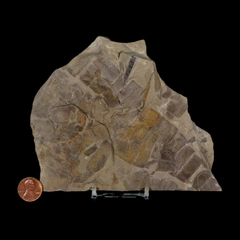 4.8" Eurypterus Sea Scorpion Fossil Mortality Plate Eurypterid Silurian 420 Mil Yrs Old NY - Fossil Age Minerals