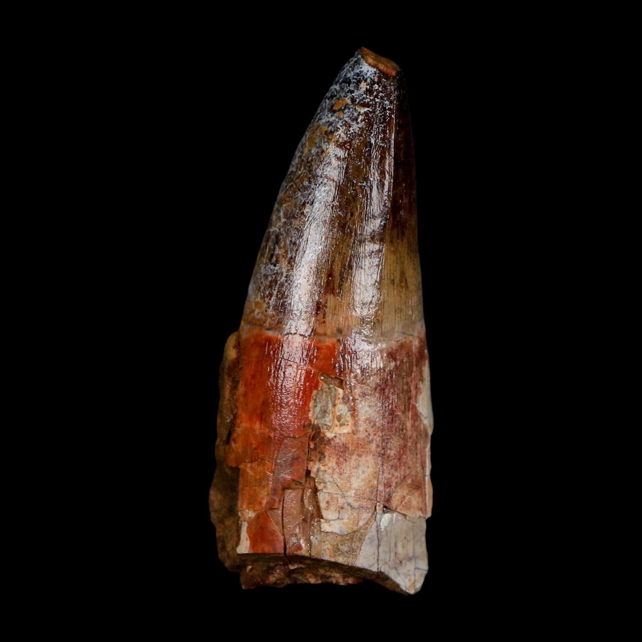 2.5" Sarcosuchus Imperator Crocodile Fossil Tooth Elrhaz FM Cretaceous Niger COA - Fossil Age Minerals