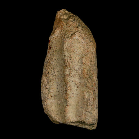 2.3" Triceratops Fossil Jaw Maxilla Bone Lance Creek FM Cretaceous Dinosaur WY COA - Fossil Age Minerals