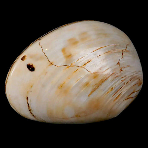 2.9" Clam Fossil Polished Jurassic Madagascar Bivalve Mollusk 150 Million Years Old - Fossil Age Minerals