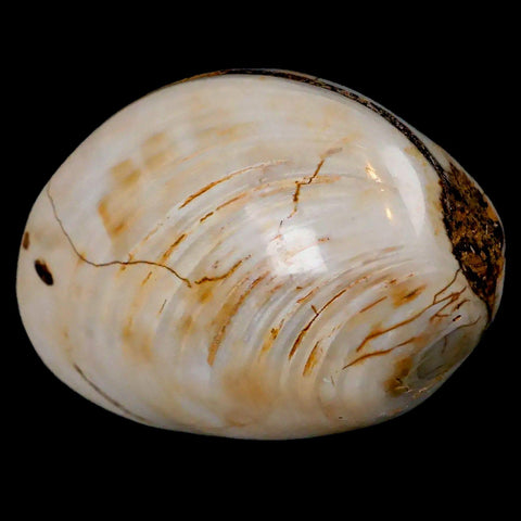 2.9" Clam Fossil Polished Jurassic Madagascar Bivalve Mollusk 150 Million Years Old - Fossil Age Minerals