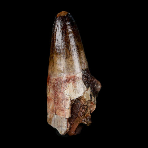 2.5" Sarcosuchus Imperator Crocodile Fossil Tooth Elrhaz FM Cretaceous Niger COA