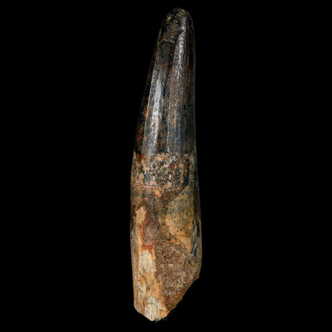 XL 3.4" Spinosaurus Fossil Tooth 100 Million Years Old Cretaceous Dinosaur COA - Fossil Age Minerals