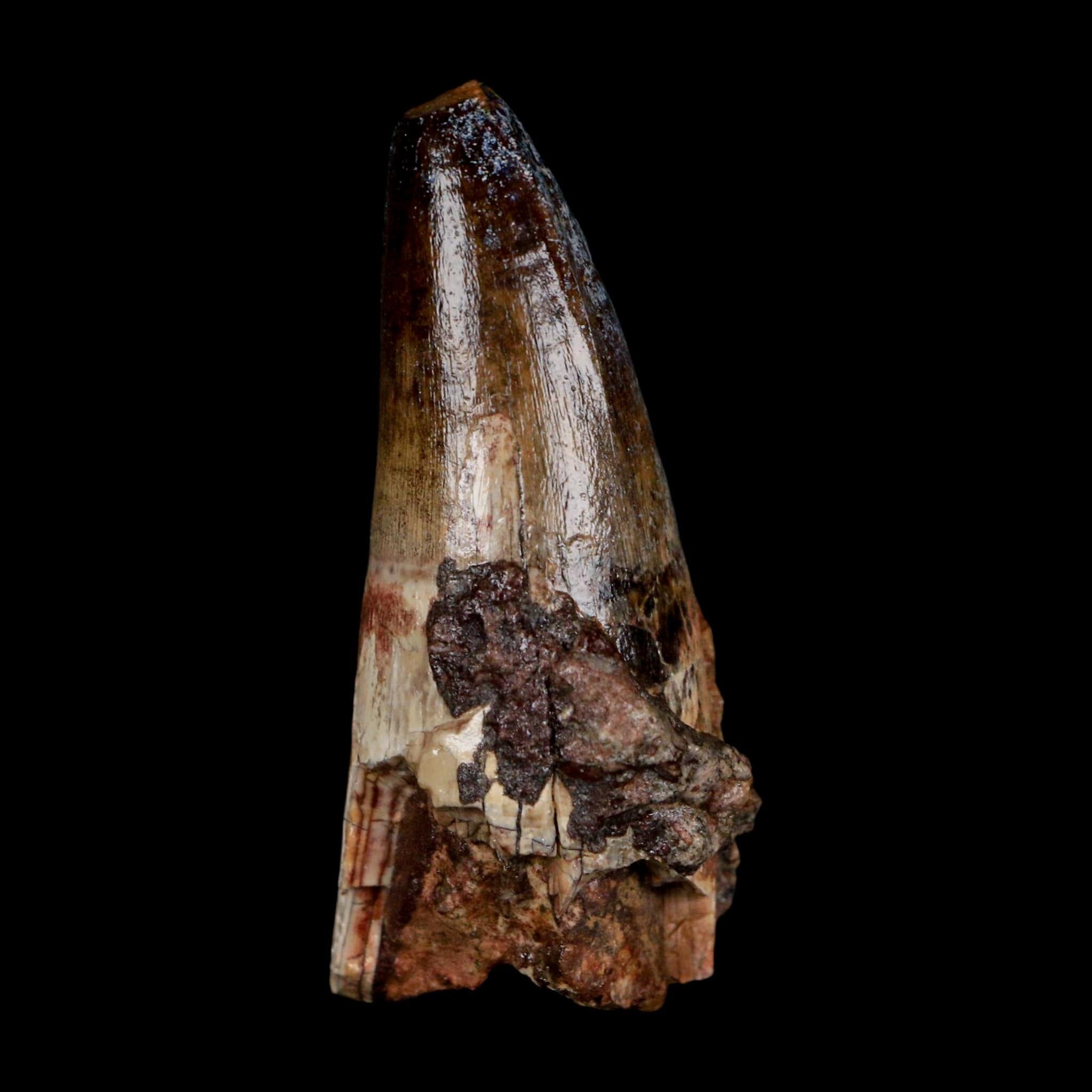 2.5" Sarcosuchus Imperator Crocodile Fossil Tooth Elrhaz FM Cretaceous Niger COA - Fossil Age Minerals