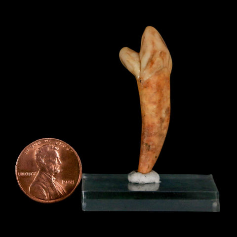 1.7" Extinct Cave Bear Ursus Spelaeus Incisor Tooth Rooted Pleistocene Age COA, Stand