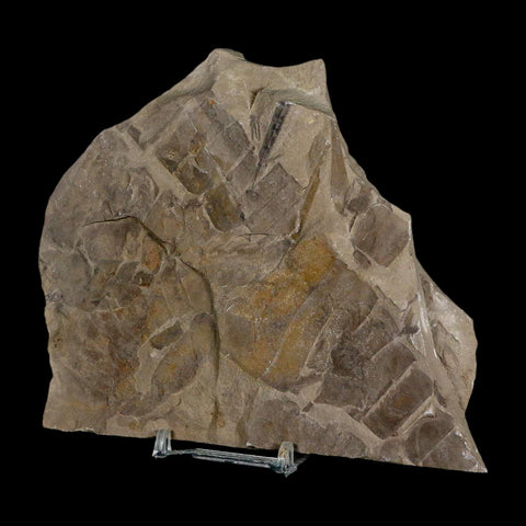 4.8" Eurypterus Sea Scorpion Fossil Mortality Plate Eurypterid Silurian 420 Mil Yrs Old NY - Fossil Age Minerals