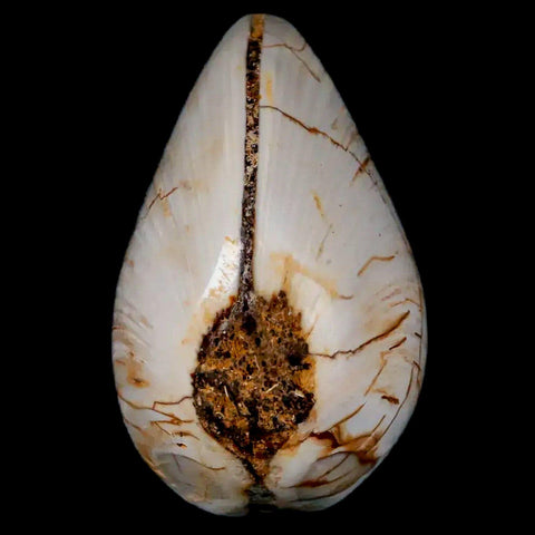 2.9" Clam Fossil Polished Jurassic Madagascar Bivalve Mollusk 150 Million Years Old - Fossil Age Minerals