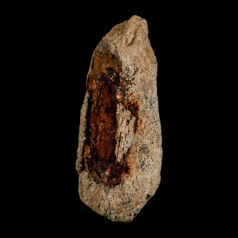 2.3" Triceratops Fossil Jaw Maxilla Bone Lance Creek FM Cretaceous Dinosaur WY COA - Fossil Age Minerals