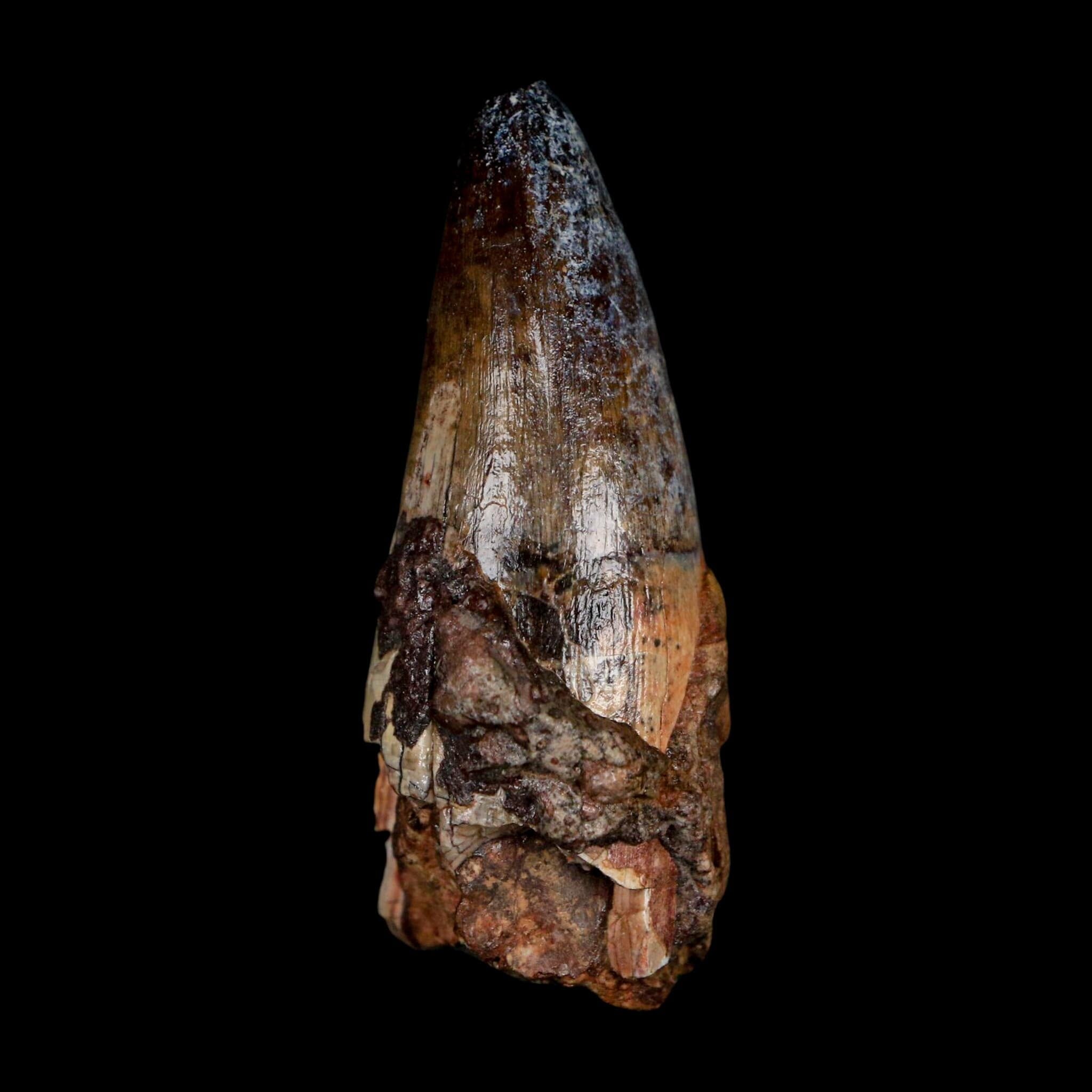 2.5" Sarcosuchus Imperator Crocodile Fossil Tooth Elrhaz FM Cretaceous Niger COA - Fossil Age Minerals