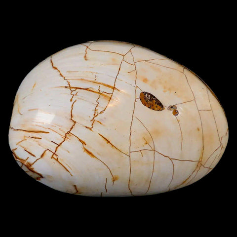 2.9" Clam Fossil Polished Jurassic Madagascar Bivalve Mollusk 150 Million Years Old - Fossil Age Minerals