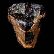 XL 0.8" Avaceratops Fossil Tooth Judith River FM Montana Cretaceous Dinosaur Display