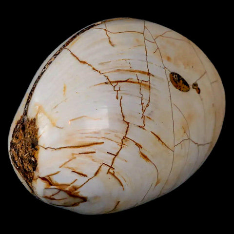 2.9" Clam Fossil Polished Jurassic Madagascar Bivalve Mollusk 150 Million Years Old - Fossil Age Minerals