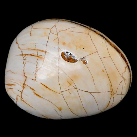 2.9" Clam Fossil Polished Jurassic Madagascar Bivalve Mollusk 150 Million Years Old - Fossil Age Minerals