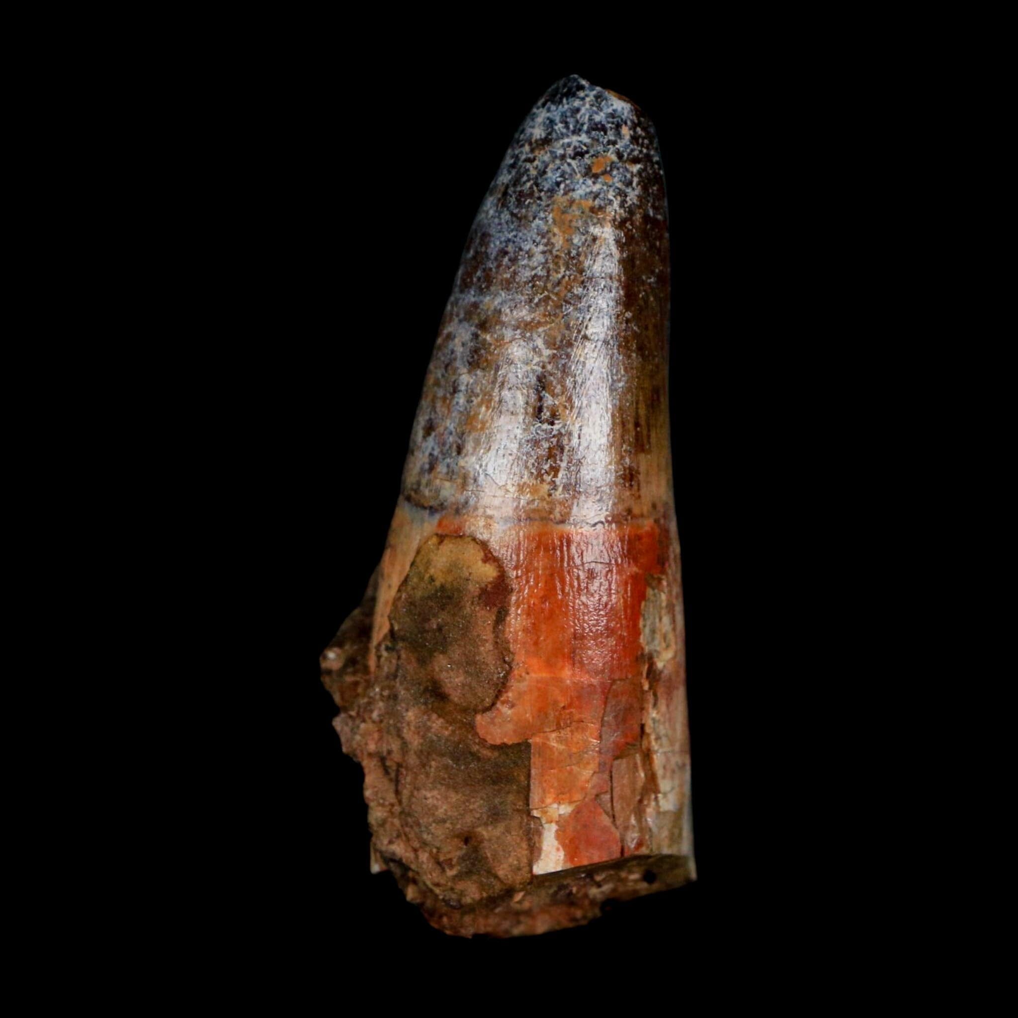 2.5" Sarcosuchus Imperator Crocodile Fossil Tooth Elrhaz FM Cretaceous Niger COA - Fossil Age Minerals