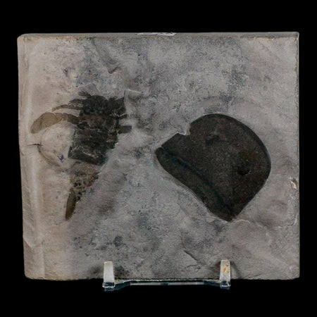2 Two Eurypterus Sea Scorpion Fossil Eurypterid Silurian 420 Mil Yrs Old New York Stand