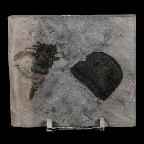 2 Two Eurypterus Sea Scorpion Fossil Eurypterid Silurian 420 Mil Yrs Old New York Stand - Fossil Age Minerals