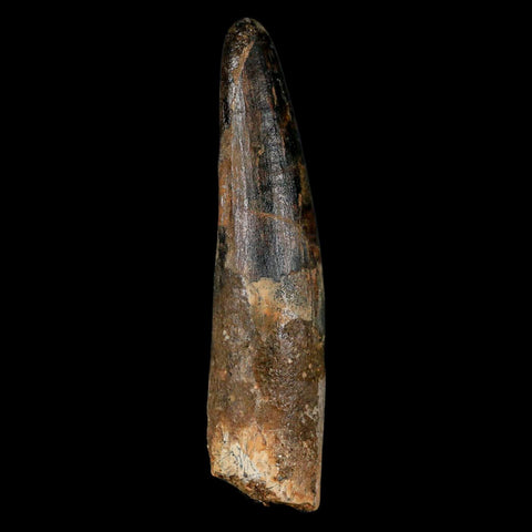 XL 3.4" Spinosaurus Fossil Tooth 100 Million Years Old Cretaceous Dinosaur COA - Fossil Age Minerals
