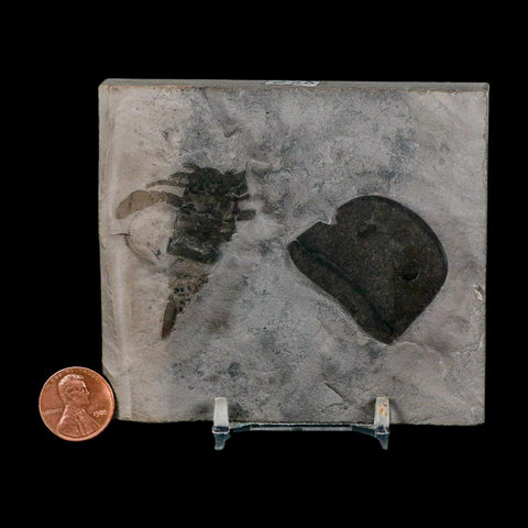 2 Two Eurypterus Sea Scorpion Fossil Eurypterid Silurian 420 Mil Yrs Old New York Stand - Fossil Age Minerals