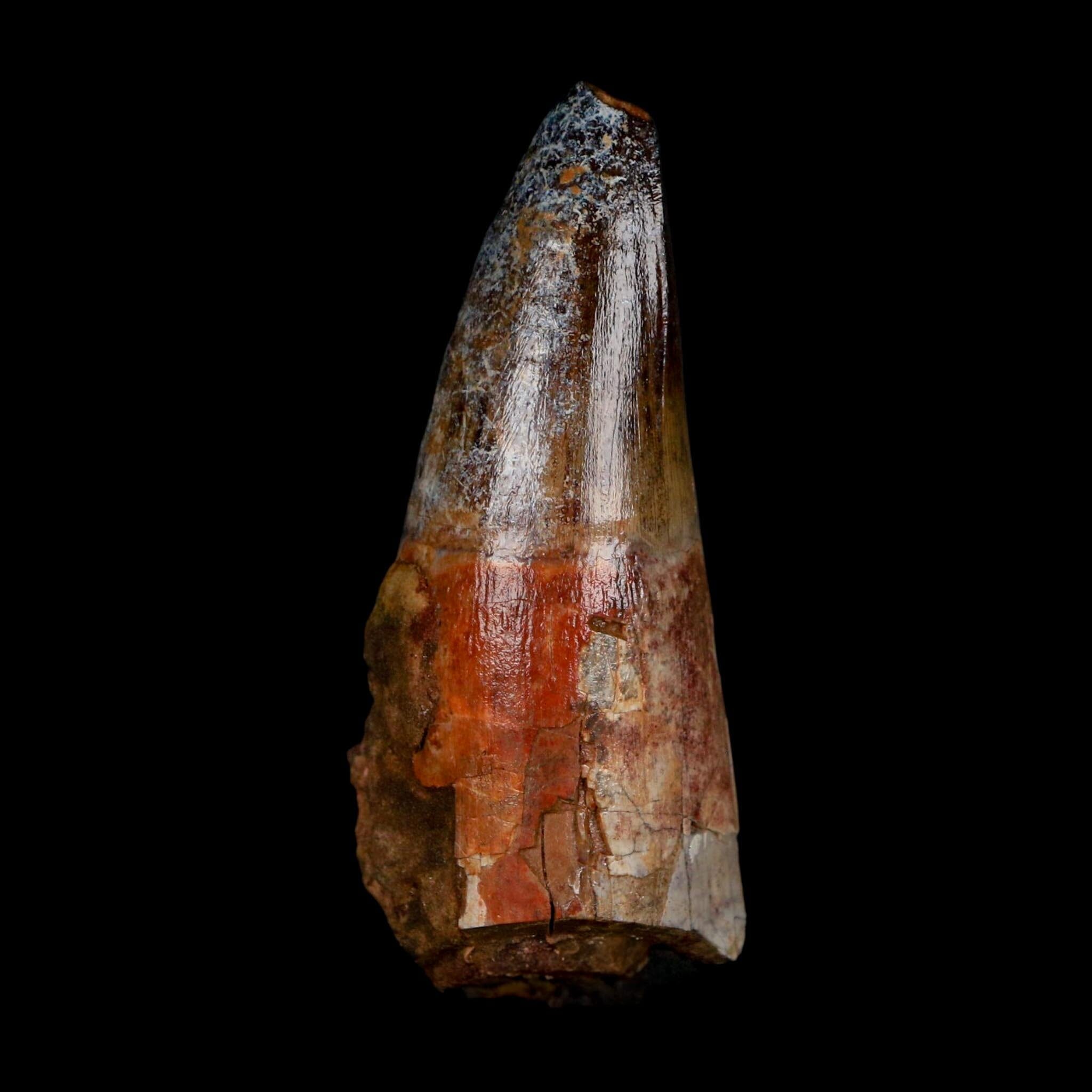 2.5" Sarcosuchus Imperator Crocodile Fossil Tooth Elrhaz FM Cretaceous Niger COA - Fossil Age Minerals