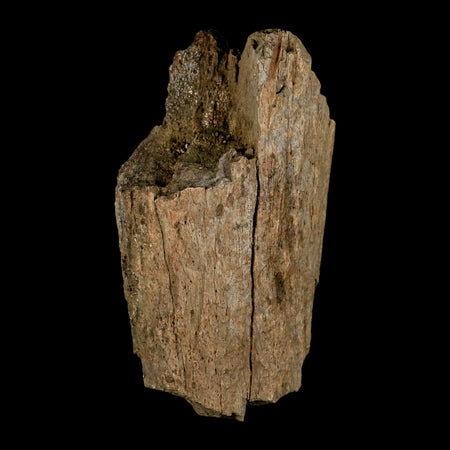 4" Triceratops Fossil Horn Section Lance Creek FM Cretaceous Dinosaur WY COA