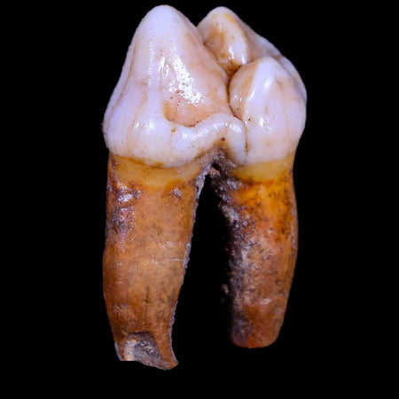 1.3" Extinct Cave Bear Ursus Spelaeus Pre-Molar Tooth Rooted Pleistocene Age COA