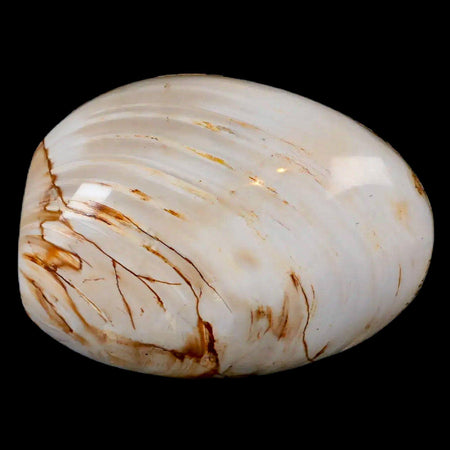 2.6" Clam Fossil Polished Jurassic Madagascar Bivalve Mollusk 150 Million Years Old