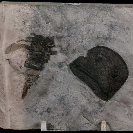 2 Two Eurypterus Sea Scorpion Fossil Eurypterid Silurian 420 Mil Yrs Old New York Stand