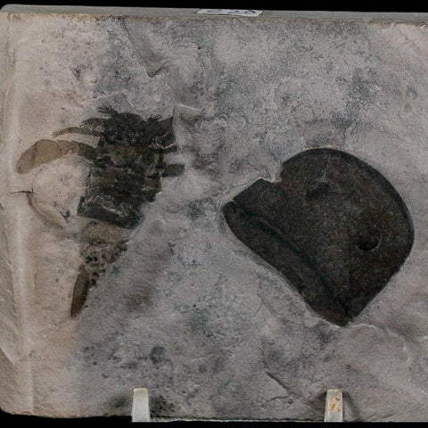 2 Two Eurypterus Sea Scorpion Fossil Eurypterid Silurian 420 Mil Yrs Old New York Stand - Fossil Age Minerals