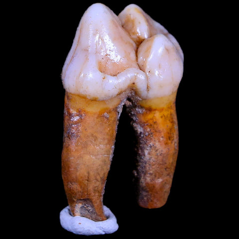 1.3" Extinct Cave Bear Ursus Spelaeus Pre-Molar Tooth Rooted Pleistocene Age COA - Fossil Age Minerals