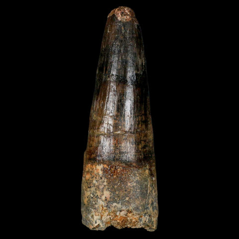 XL 3.2" Spinosaurus Fossil Tooth 100 Million Years Old Cretaceous Dinosaur COA - Fossil Age Minerals