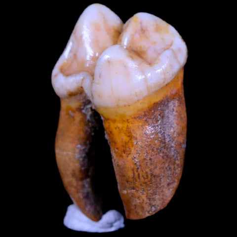 1.3" Extinct Cave Bear Ursus Spelaeus Pre-Molar Tooth Rooted Pleistocene Age COA - Fossil Age Minerals