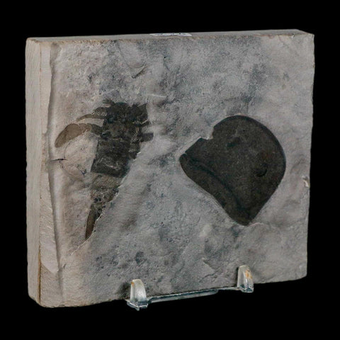 2 Two Eurypterus Sea Scorpion Fossil Eurypterid Silurian 420 Mil Yrs Old New York Stand - Fossil Age Minerals