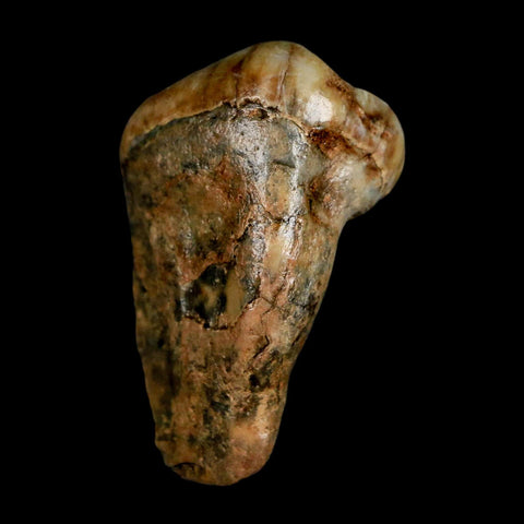 1.5" Extinct Cave Bear Ursus Spelaeus Pre-Molar Tooth Rooted Pleistocene Age COA