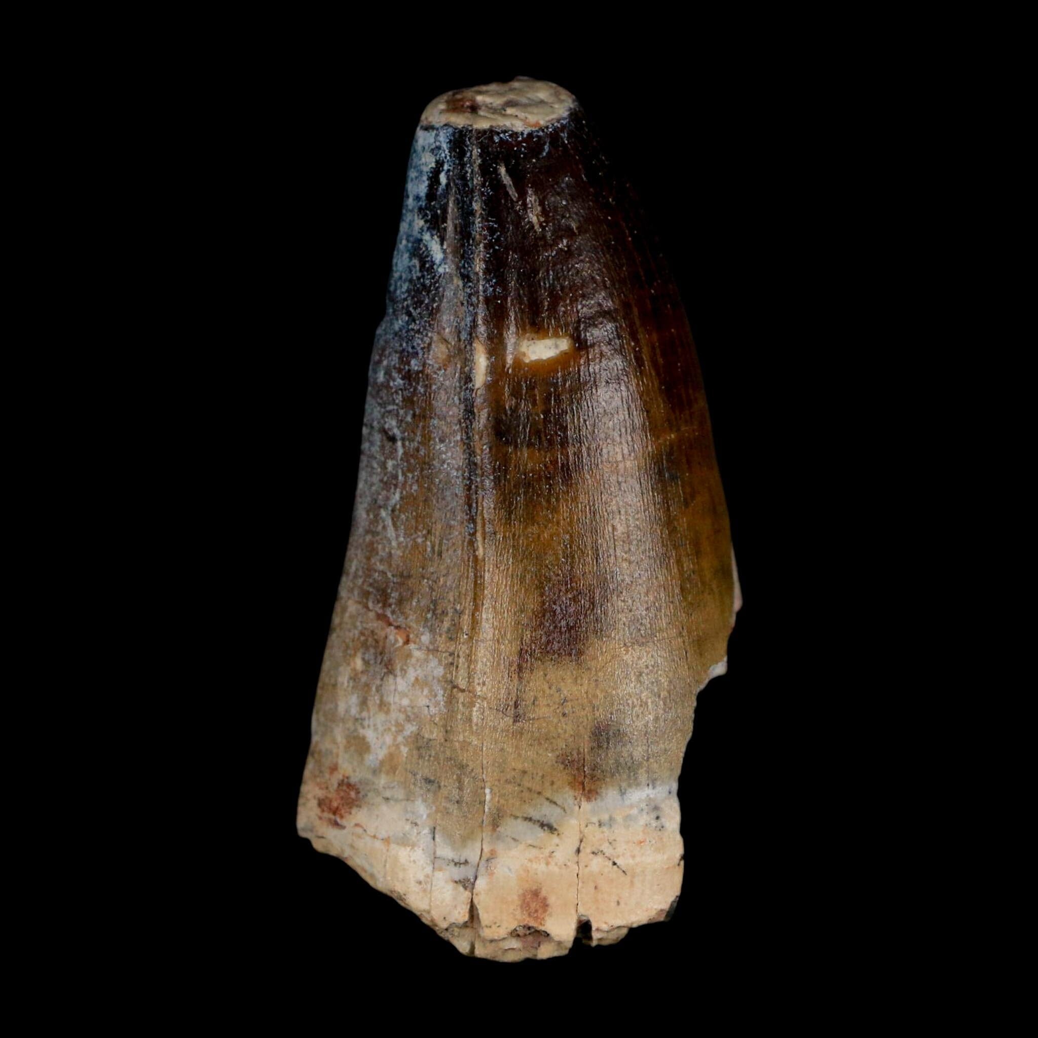 2.3" Sarcosuchus Imperator Crocodile Fossil Tooth Elrhaz FM Cretaceous Niger COA - Fossil Age Minerals