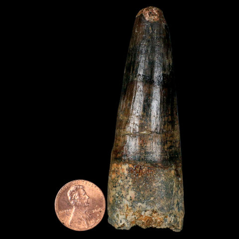 XL 3.2" Spinosaurus Fossil Tooth 100 Million Years Old Cretaceous Dinosaur COA - Fossil Age Minerals