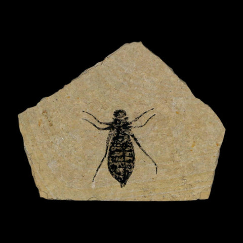 0.8" Dragonfly Larvae Fossil Libellula Doris Plate Upper Miocene Piedmont Italy Display - Fossil Age Minerals