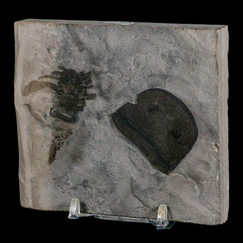 2 Two Eurypterus Sea Scorpion Fossil Eurypterid Silurian 420 Mil Yrs Old New York Stand - Fossil Age Minerals