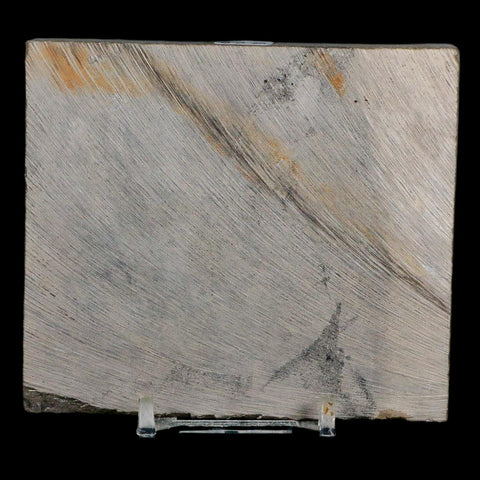 2 Two Eurypterus Sea Scorpion Fossil Eurypterid Silurian 420 Mil Yrs Old New York Stand - Fossil Age Minerals