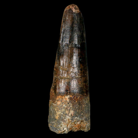 XL 3.2" Spinosaurus Fossil Tooth 100 Million Years Old Cretaceous Dinosaur COA - Fossil Age Minerals