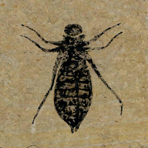 0.8" Dragonfly Larvae Fossil Libellula Doris Plate Upper Miocene Piedmont Italy Display - Fossil Age Minerals