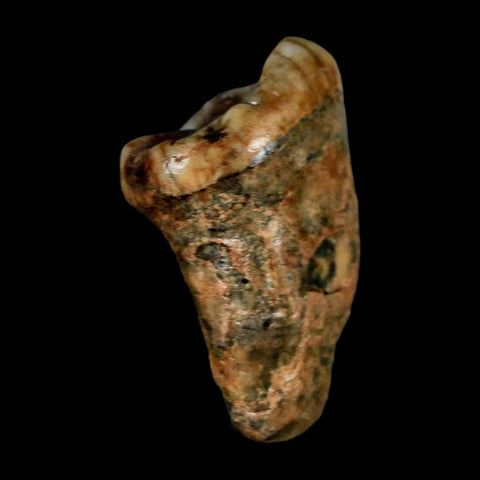 1.5" Extinct Cave Bear Ursus Spelaeus Pre-Molar Tooth Rooted Pleistocene Age COA