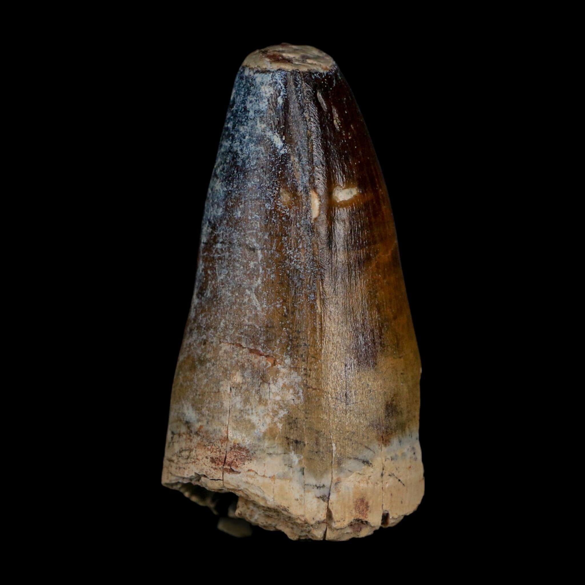 2.3" Sarcosuchus Imperator Crocodile Fossil Tooth Elrhaz FM Cretaceous Niger COA - Fossil Age Minerals