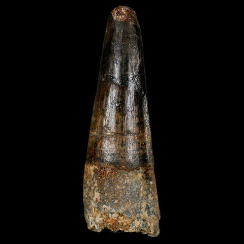 XL 3.2" Spinosaurus Fossil Tooth 100 Million Years Old Cretaceous Dinosaur COA - Fossil Age Minerals