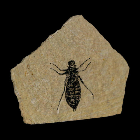 0.8" Dragonfly Larvae Fossil Libellula Doris Plate Upper Miocene Piedmont Italy Display - Fossil Age Minerals