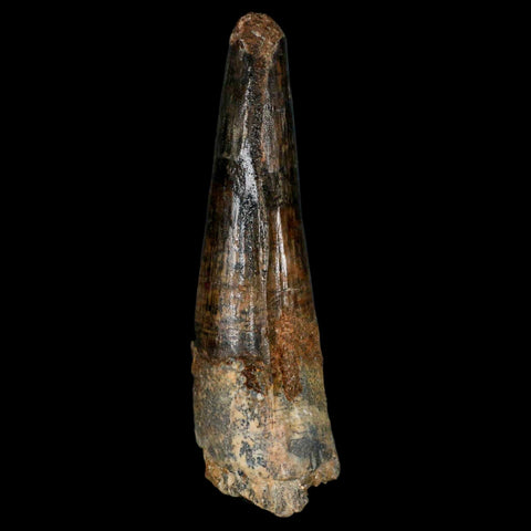 XL 3.2" Spinosaurus Fossil Tooth 100 Million Years Old Cretaceous Dinosaur COA - Fossil Age Minerals
